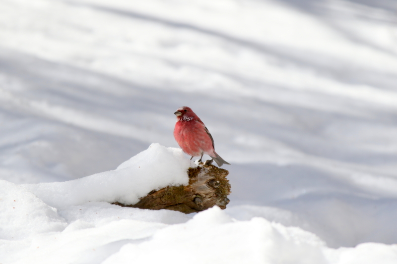 f:id:digibirds:20150222200712j:image