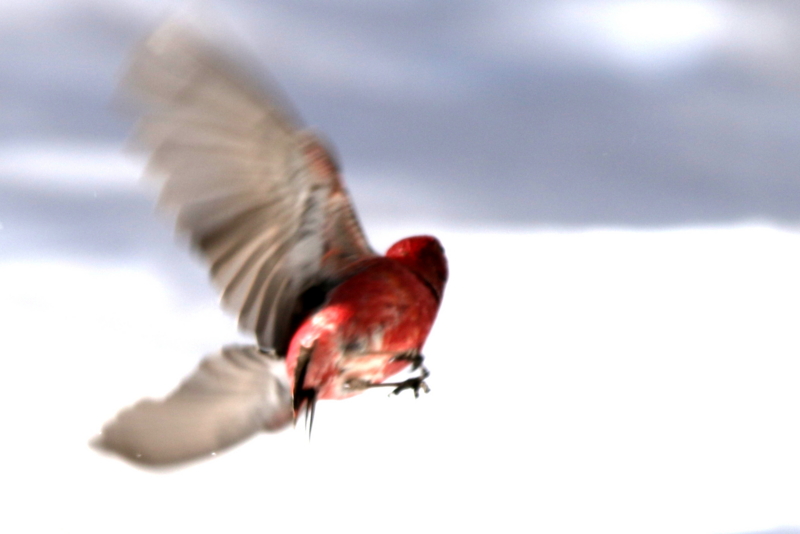 f:id:digibirds:20150222200738j:image