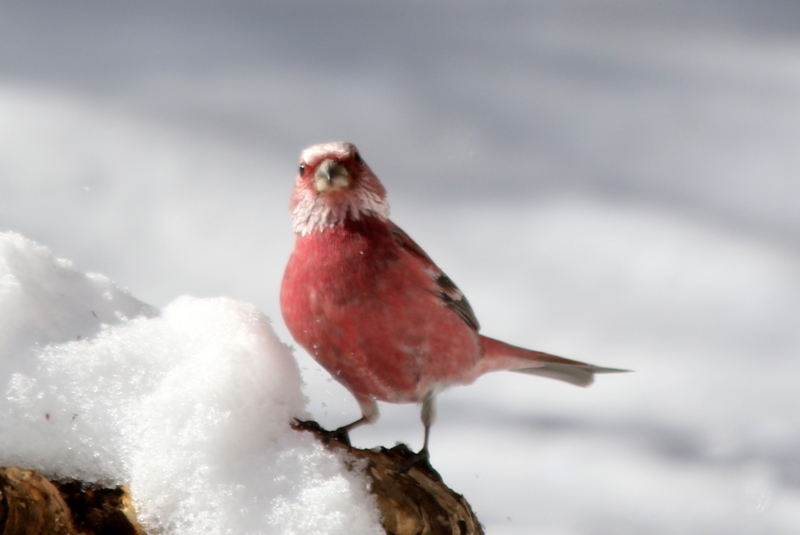 f:id:digibirds:20150222200746j:image