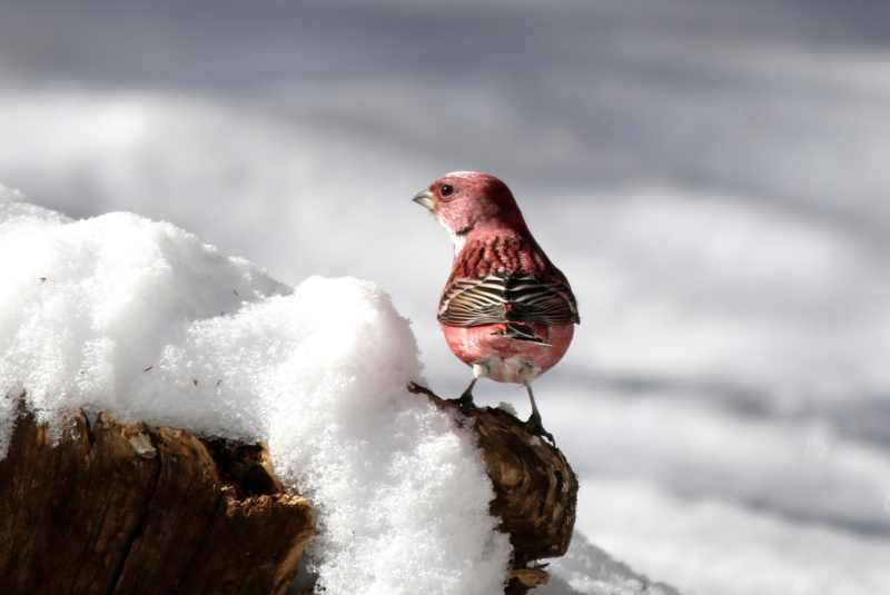 f:id:digibirds:20150222200751j:image