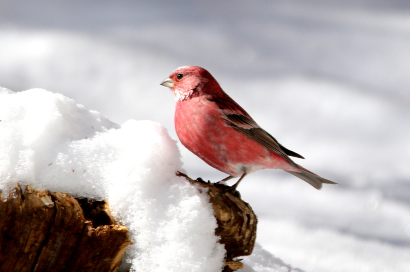 f:id:digibirds:20150222200759j:image