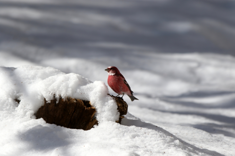 f:id:digibirds:20150222200807j:image