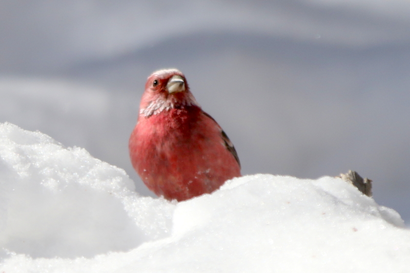 f:id:digibirds:20150222200842j:image