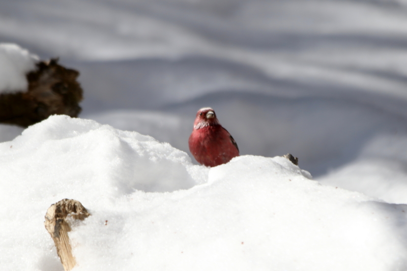 f:id:digibirds:20150222200847j:image
