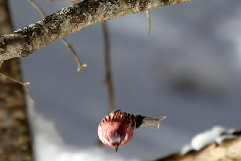 f:id:digibirds:20150222201353j:image