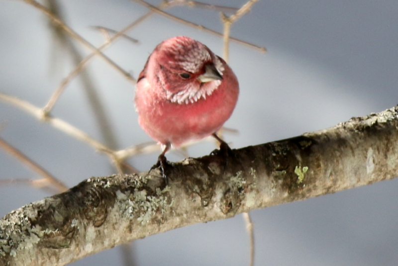 f:id:digibirds:20150222201359j:image