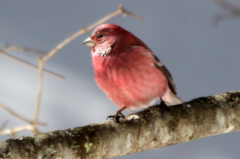 f:id:digibirds:20150222201402j:image