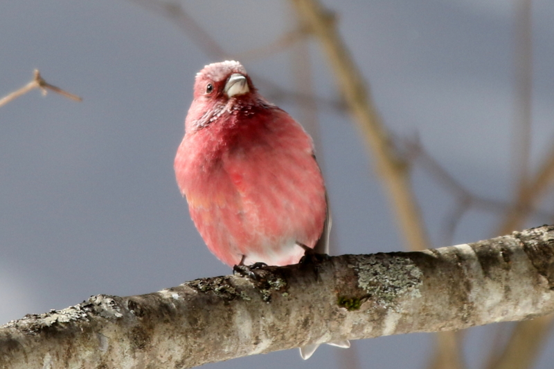 f:id:digibirds:20150222201404j:image
