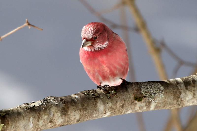 f:id:digibirds:20150222201407j:image