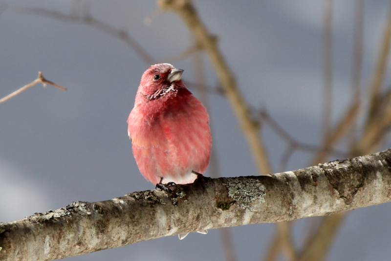 f:id:digibirds:20150222201411j:image