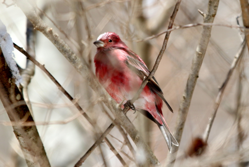 f:id:digibirds:20150222201418j:image