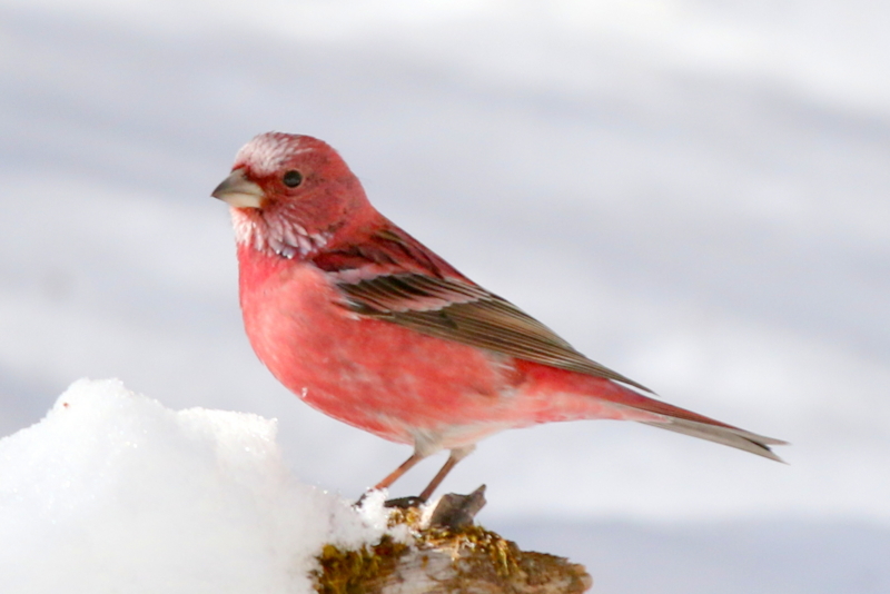 f:id:digibirds:20150222201433j:image