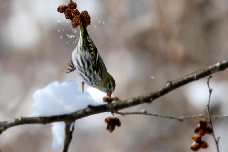 f:id:digibirds:20150223170422j:image f:id:digibirds:20150223170422j:image