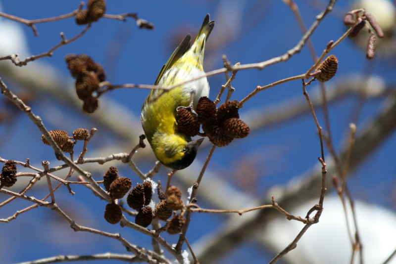 f:id:digibirds:20150223170427j:image f:id:digibirds:20150223170427j:image