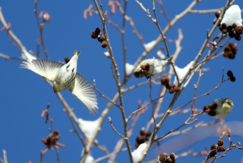 f:id:digibirds:20150223170439j:image f:id:digibirds:20150223170439j:image