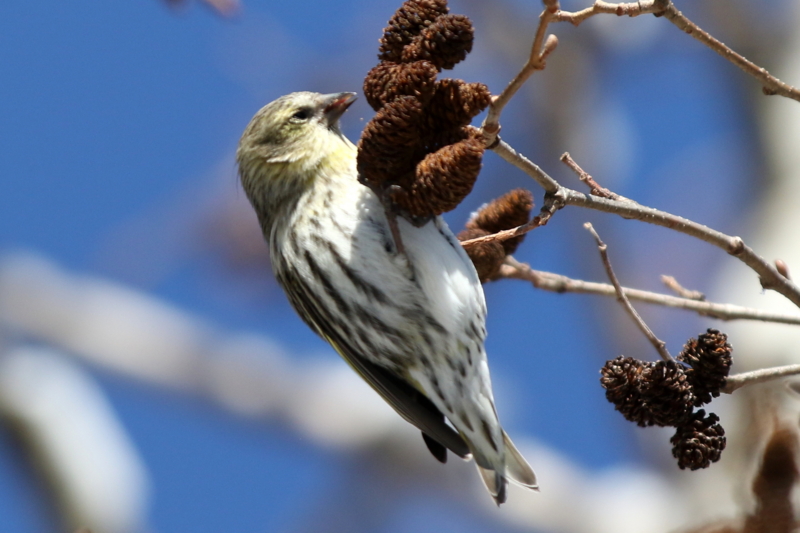f:id:digibirds:20150223170454j:image f:id:digibirds:20150223170454j:image