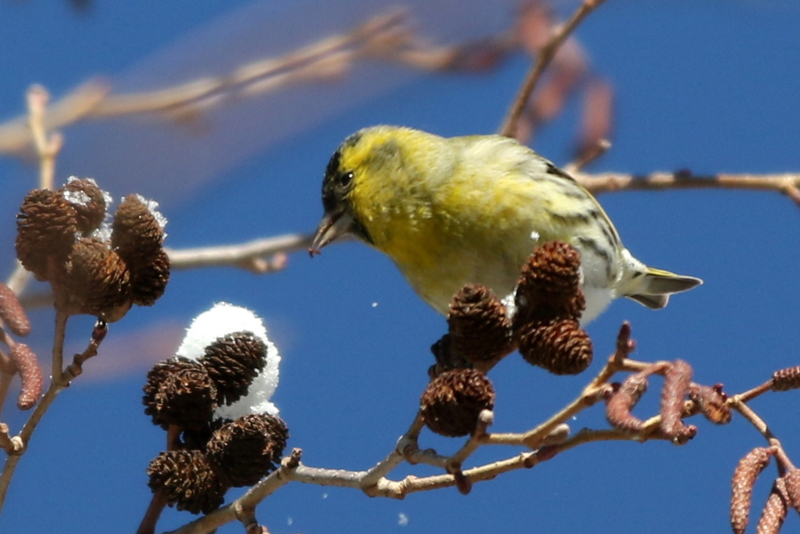 f:id:digibirds:20150223170500j:image f:id:digibirds:20150223170500j:image