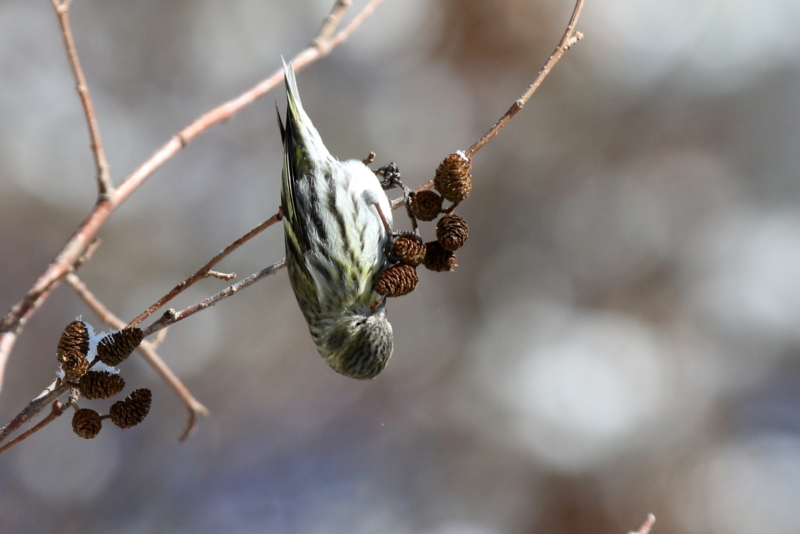 f:id:digibirds:20150223170503j:image f:id:digibirds:20150223170503j:image