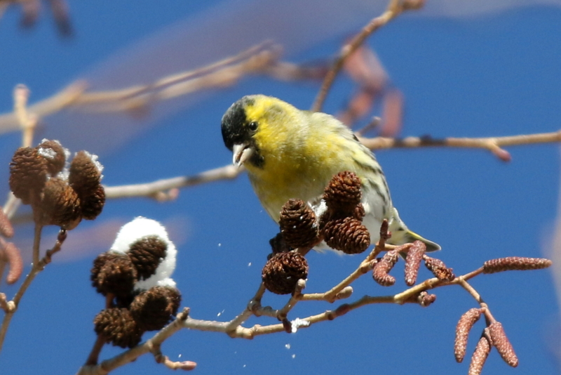 f:id:digibirds:20150223170512j:image f:id:digibirds:20150223170512j:image