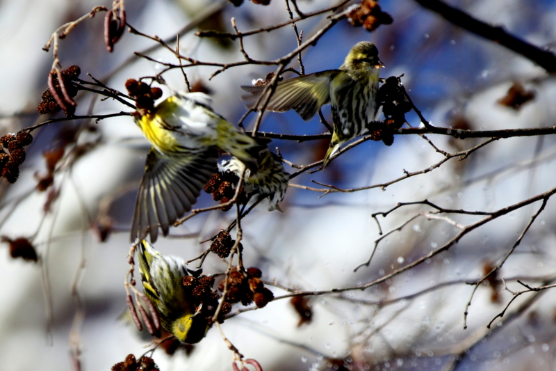 f:id:digibirds:20150223170514j:image f:id:digibirds:20150223170514j:image