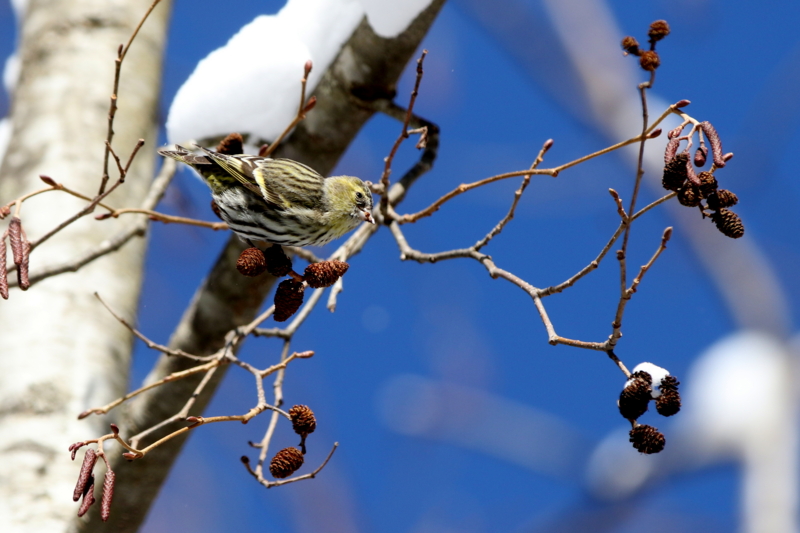 f:id:digibirds:20150223170529j:image f:id:digibirds:20150223170529j:image