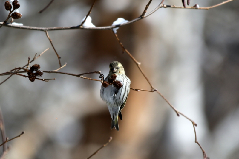 f:id:digibirds:20150223170925j:image f:id:digibirds:20150223170925j:image