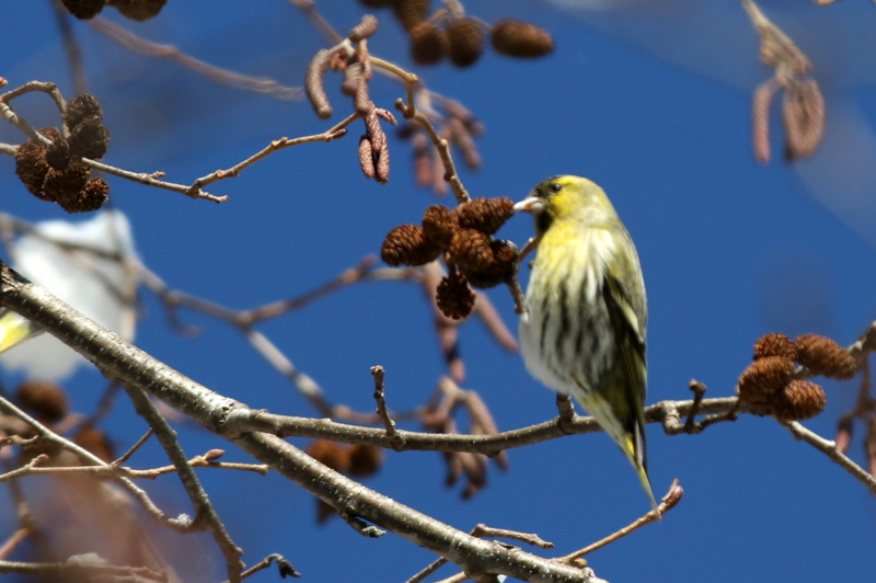 f:id:digibirds:20150223170948j:image f:id:digibirds:20150223170948j:image