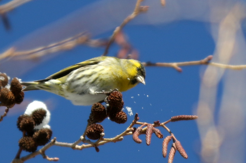 f:id:digibirds:20150223170955j:image f:id:digibirds:20150223170955j:image