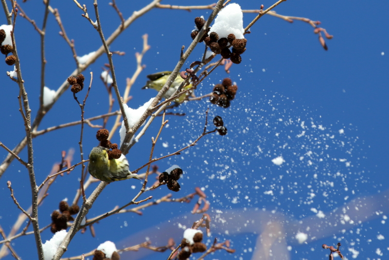 f:id:digibirds:20150223170958j:image f:id:digibirds:20150223170958j:image