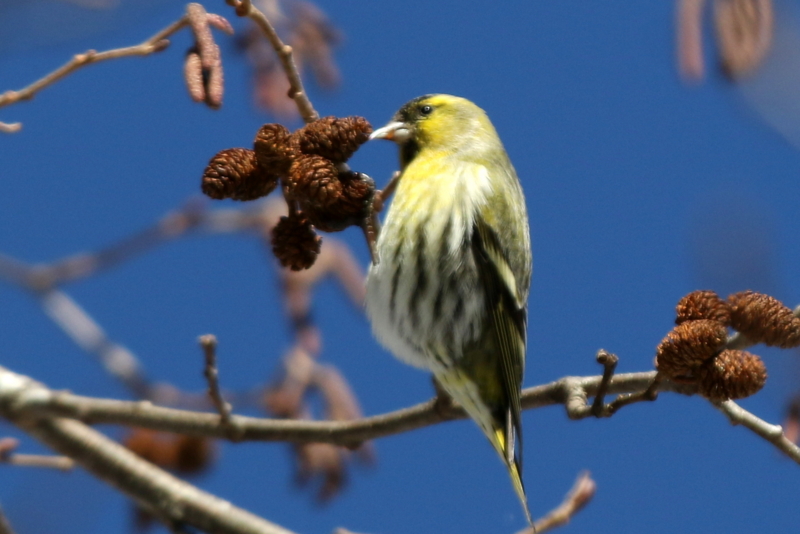 f:id:digibirds:20150223171012j:image f:id:digibirds:20150223171012j:image