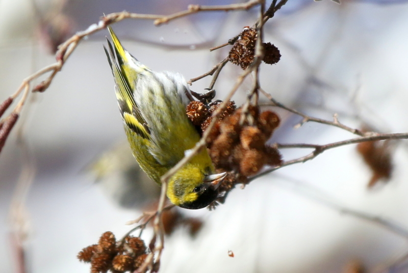 f:id:digibirds:20150223171241j:image f:id:digibirds:20150223171241j:image