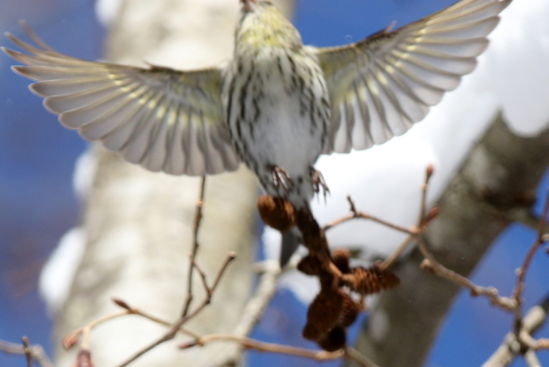 f:id:digibirds:20150223171244j:image f:id:digibirds:20150223171244j:image