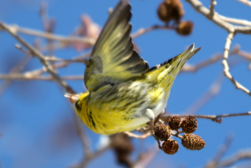 f:id:digibirds:20150223171302j:image f:id:digibirds:20150223171302j:image
