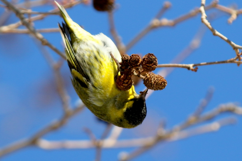 f:id:digibirds:20150223171309j:image f:id:digibirds:20150223171309j:image