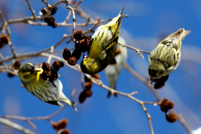 f:id:digibirds:20150223171315j:image f:id:digibirds:20150223171315j:image
