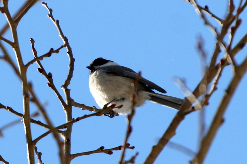 f:id:digibirds:20150224231108j:image