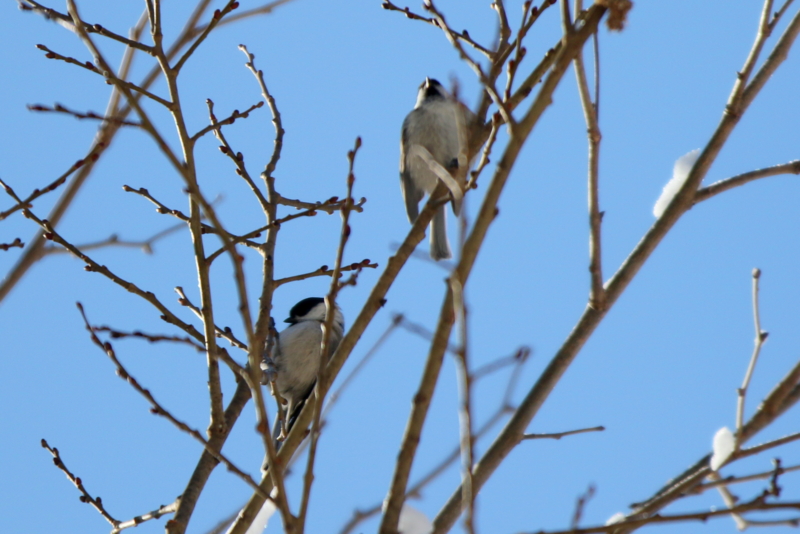 f:id:digibirds:20150224231111j:image