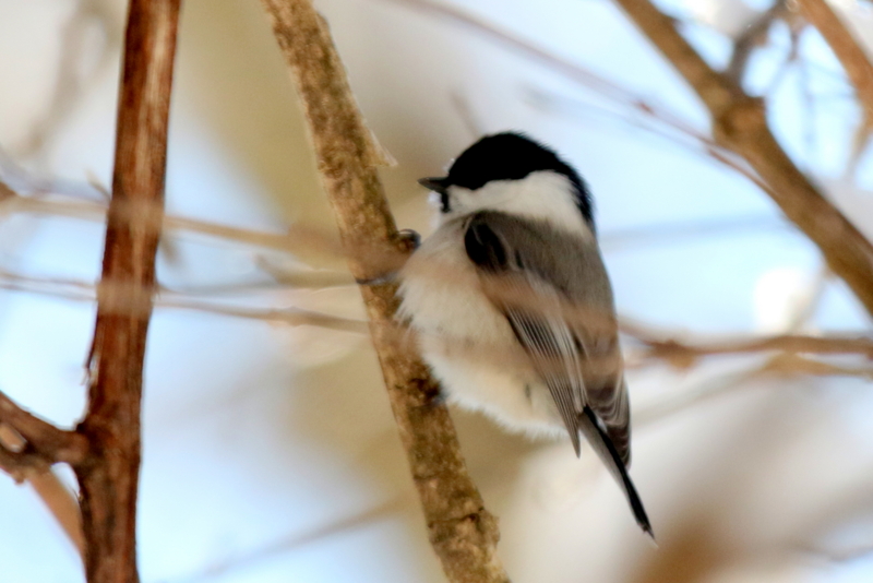 f:id:digibirds:20150224231120j:image