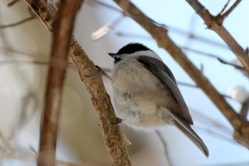 f:id:digibirds:20150224231125j:image