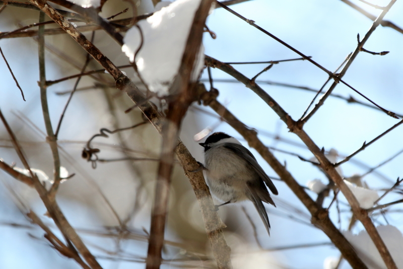 f:id:digibirds:20150224231130j:image
