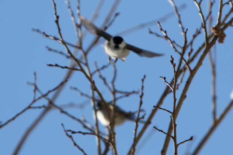 f:id:digibirds:20150225054857j:image