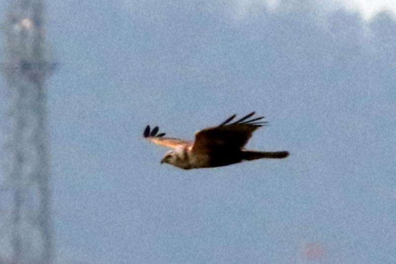 f:id:digibirds:20150225183736j:image