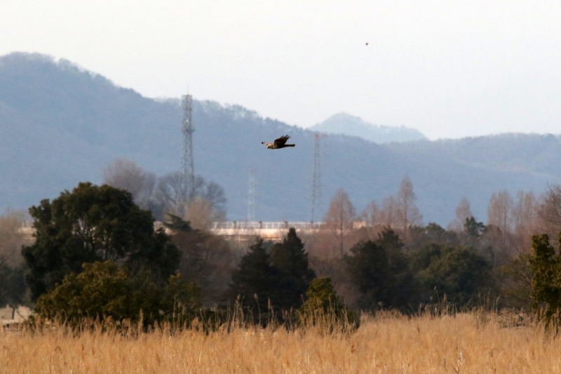 f:id:digibirds:20150225183738j:image