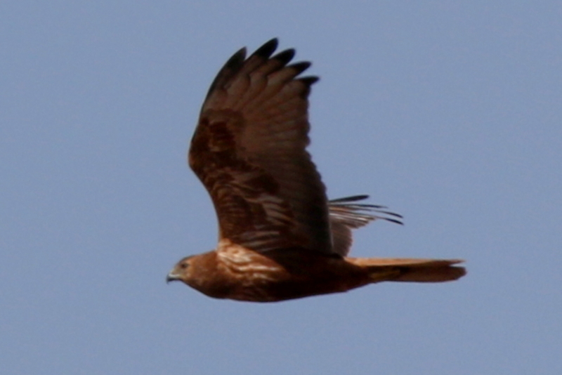 f:id:digibirds:20150226032900j:image