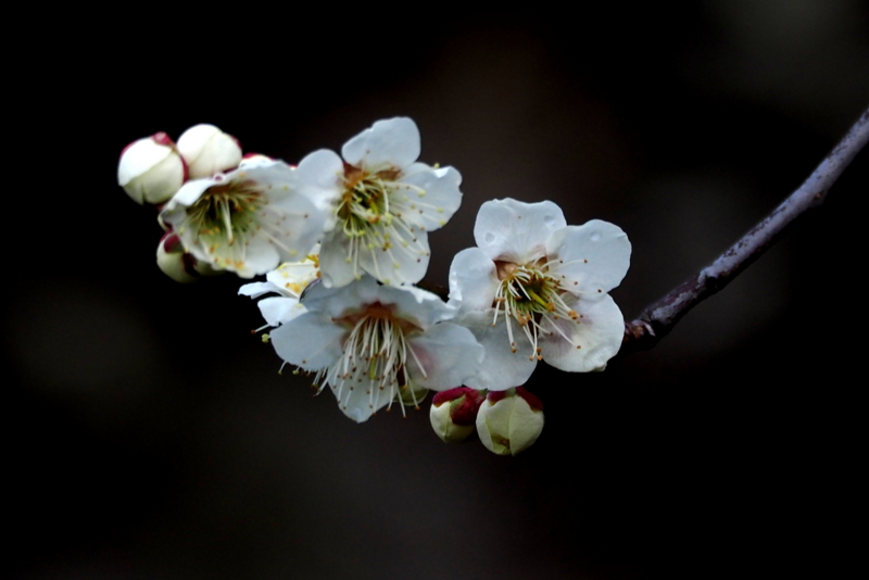 f:id:digibirds:20150227184039j:image f:id:digibirds:20150227184039j:image