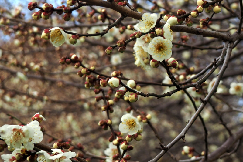 f:id:digibirds:20150227184045j:image f:id:digibirds:20150227184045j:image