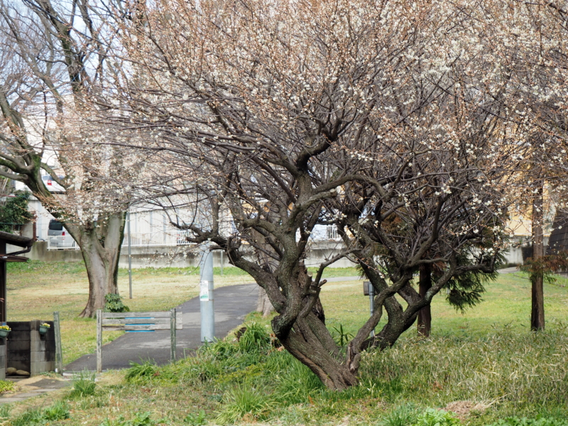 f:id:digibirds:20150227184100j:image f:id:digibirds:20150227184100j:image