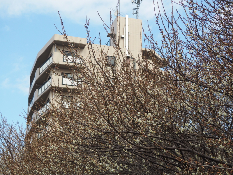 f:id:digibirds:20150227184126j:image f:id:digibirds:20150227184126j:image