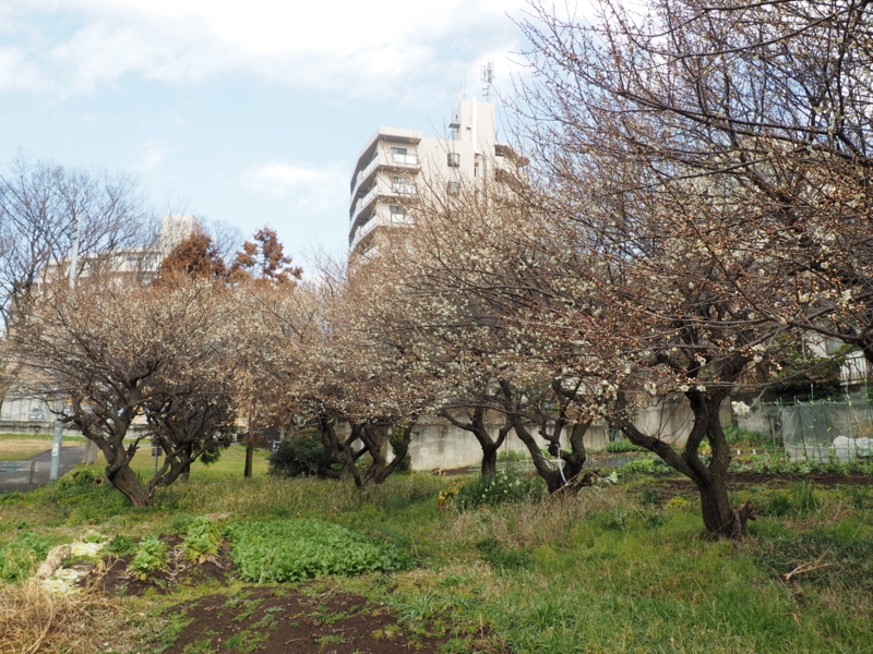 f:id:digibirds:20150227184151j:image f:id:digibirds:20150227184151j:image