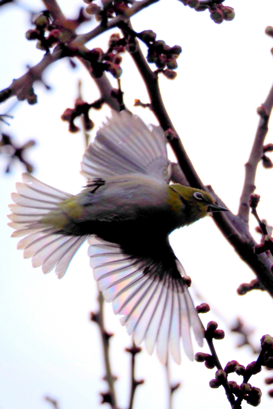 f:id:digibirds:20150227184610j:image f:id:digibirds:20150227184610j:image